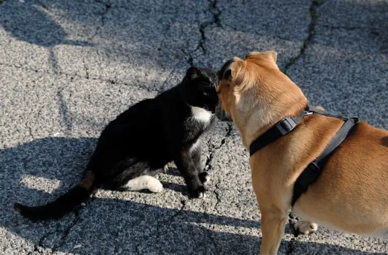 WHY ARE DOGS AFRAID OF CATS? 8+ REASONS
