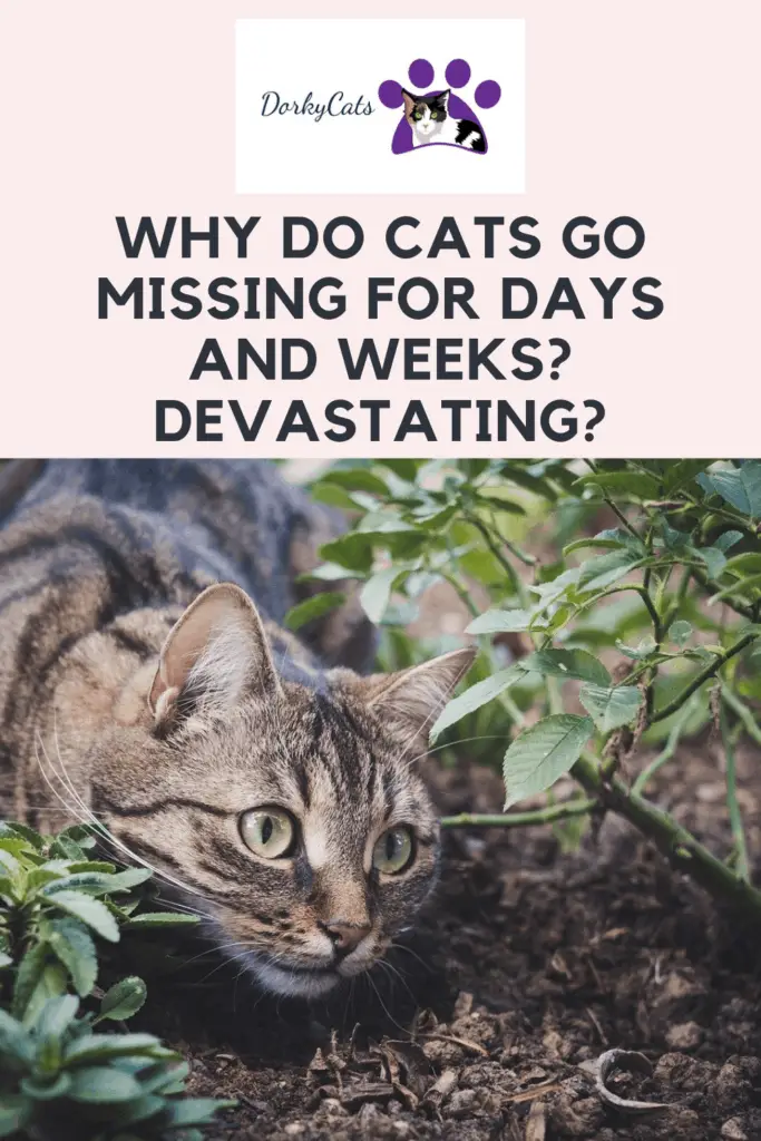 Why do cats go missing for days?