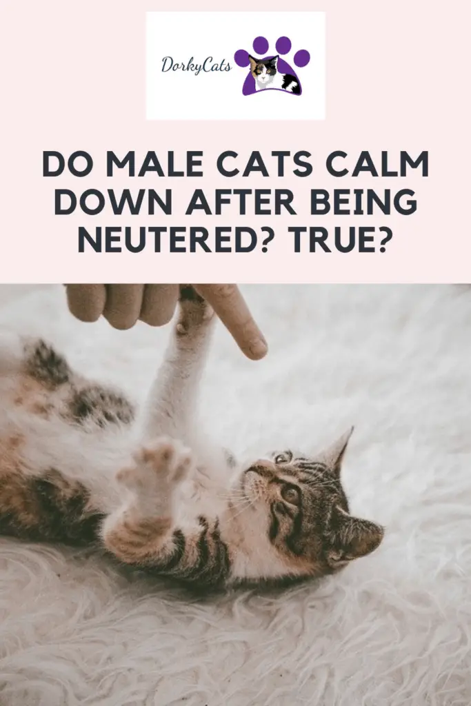 Do male cats calm down after being neutered? - Pinterest Pin