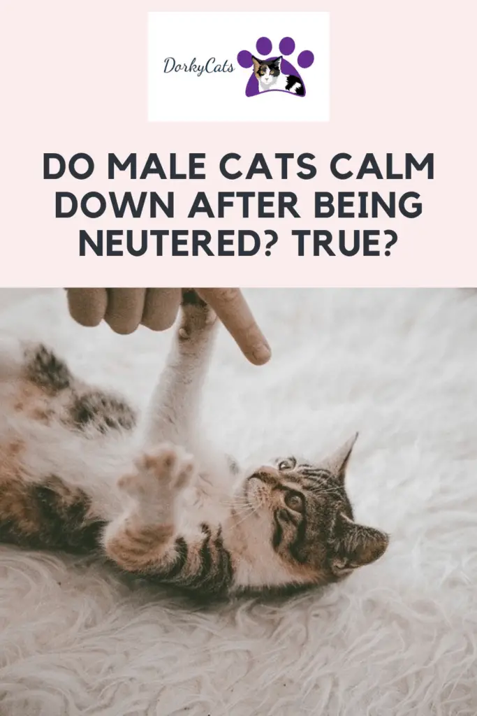 DO MALE CATS CALM DOWN AFTER BEING NEUTERED? TRUE?