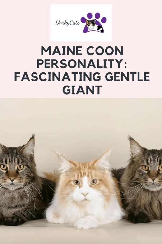 Maine coon personality - Pinterest Pin