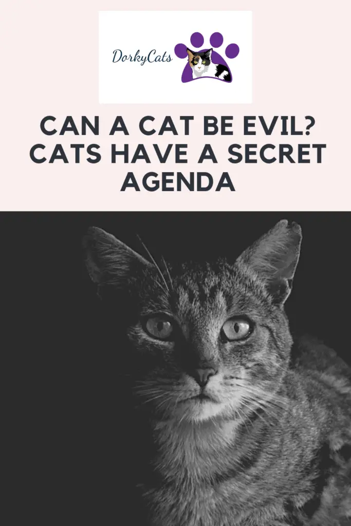 Can a cat be evil? - Pinterest Pin