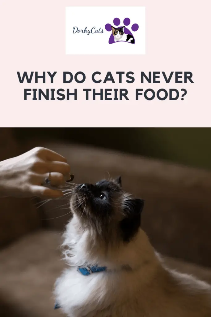 Why do cats never finish their food? - Pinterest Pin