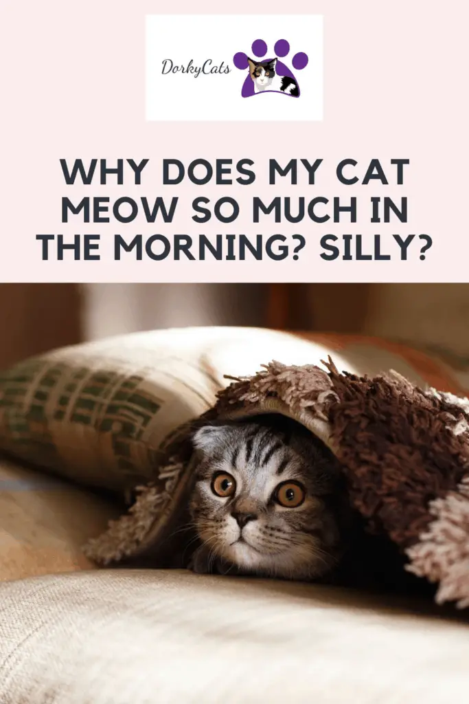 Why does my cat meow so much in the morning - Pinterest Pin