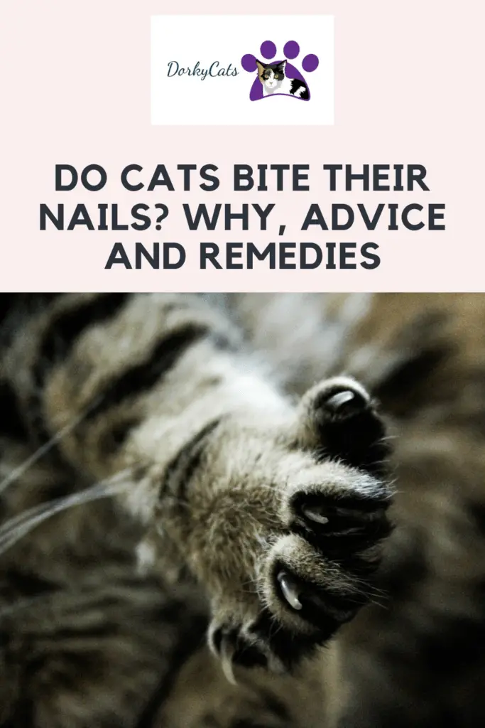 Do cats bite their nails? - Pinterest Pin
