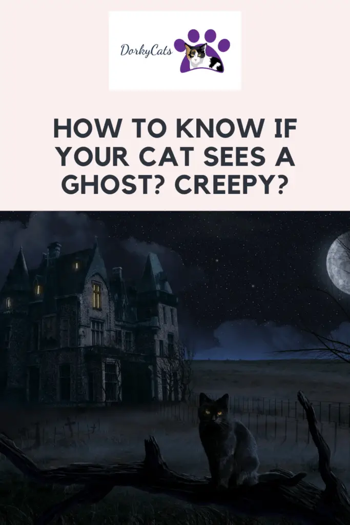 How to know if your cat sees a ghost? - Pinterest Pin