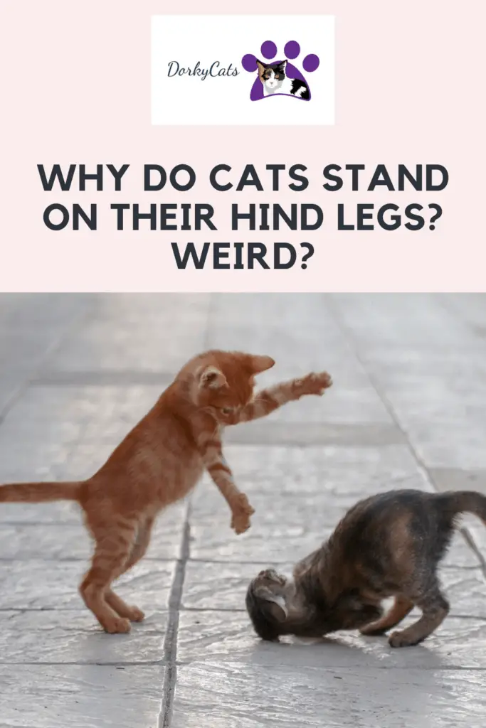 Why do cats stand on their hind legs? - Pinterest Pin