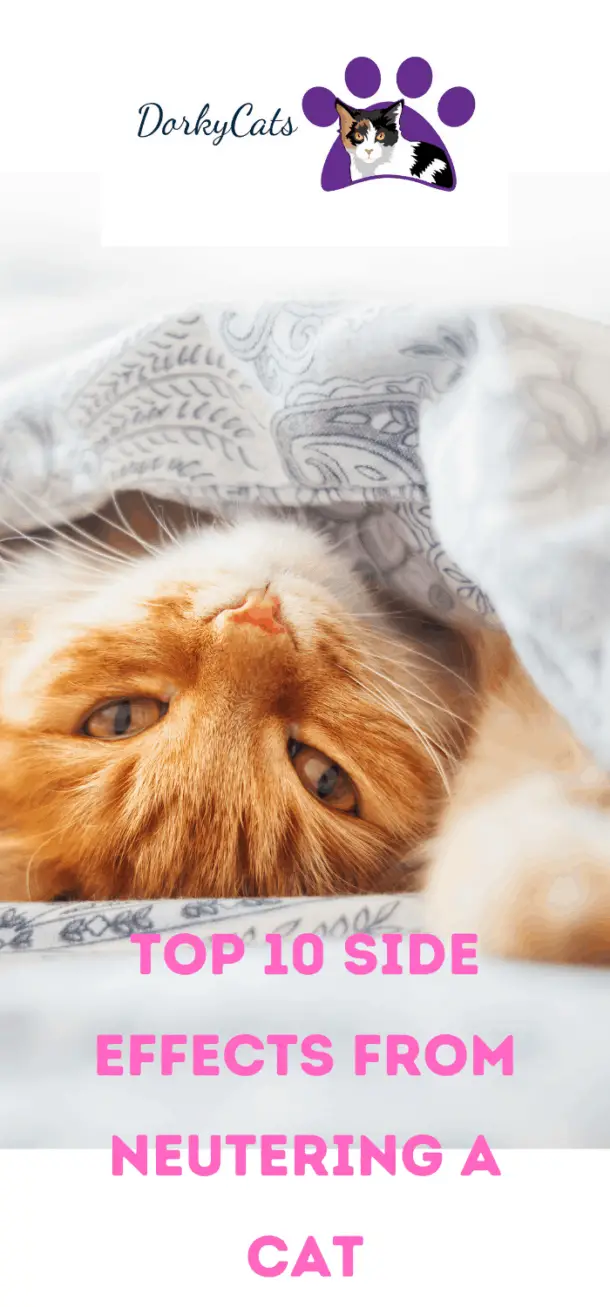 DO MALE CATS CALM DOWN AFTER BEING NEUTERED? TRUE?