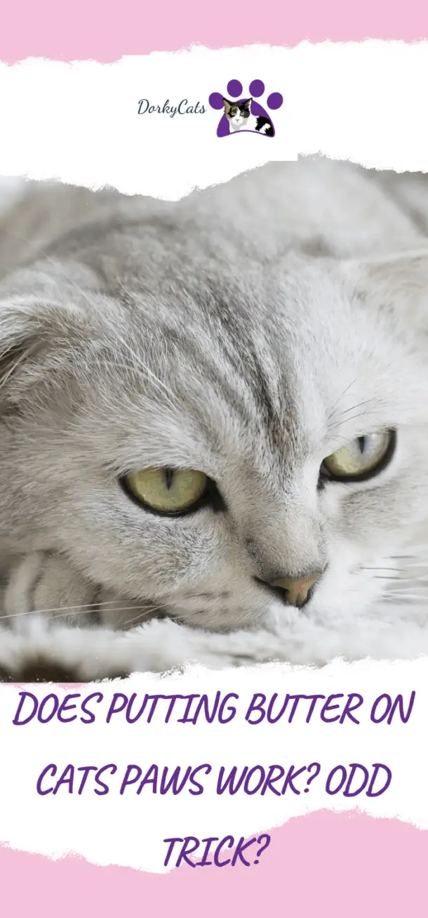 DOES PUTTING BUTTER ON CATS PAWS WORK? ODD TRICK?