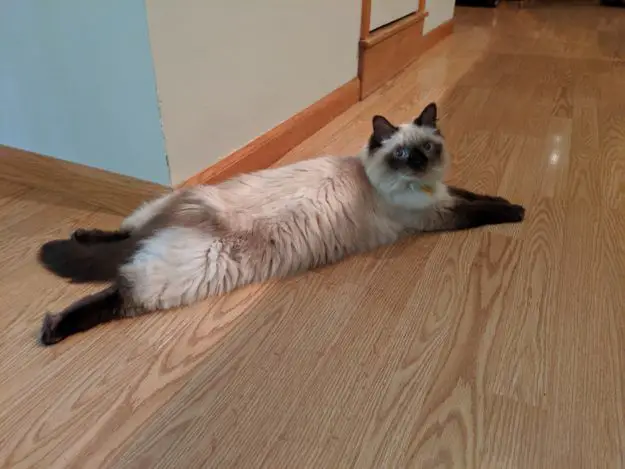 Cats positions meaning: splooting position
