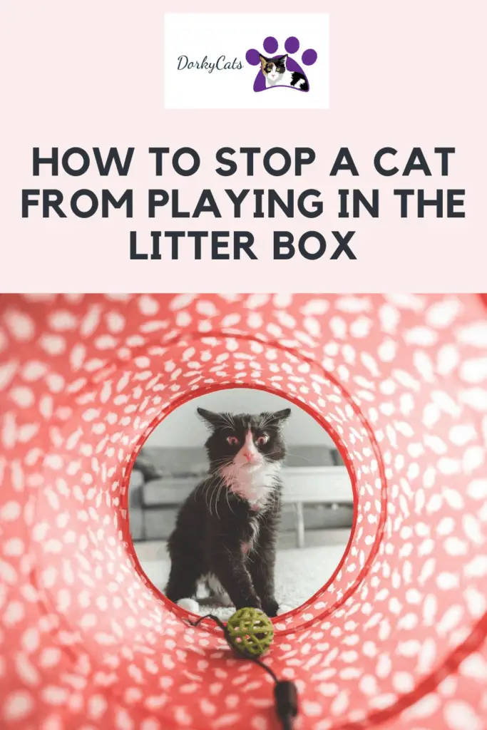 How to stop a cat from playing in the litter box  - Pinterest Pin
