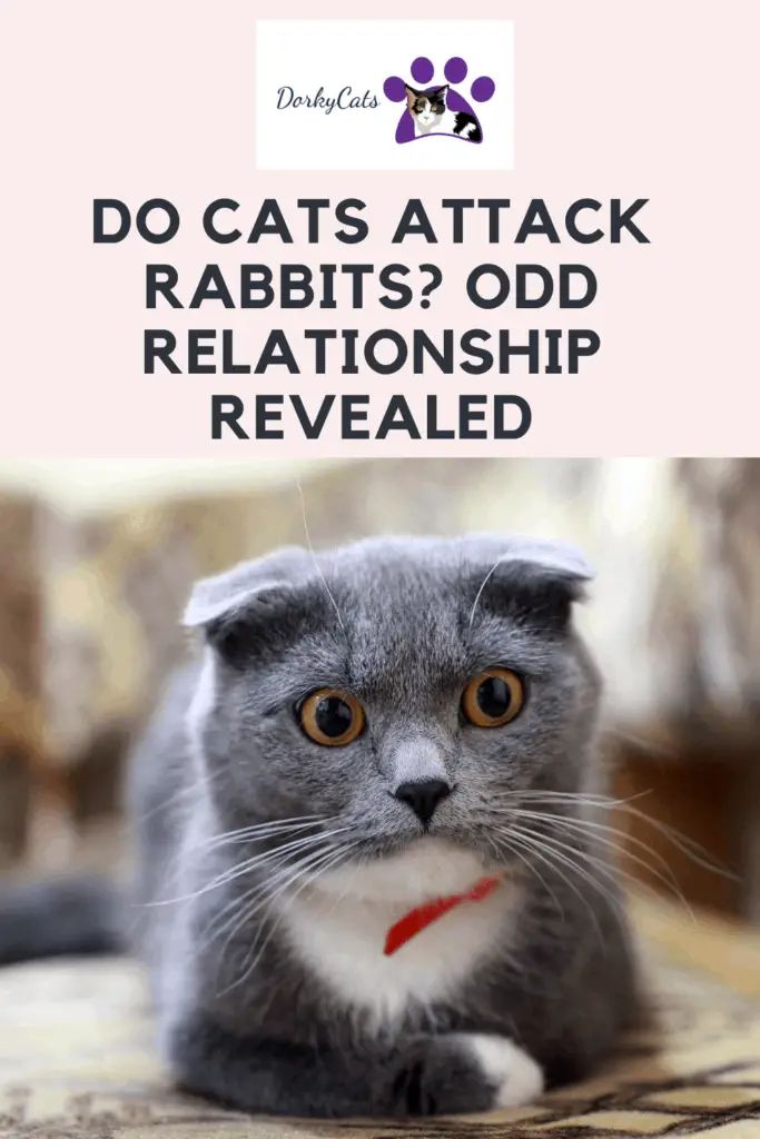 Do cats attack rabbits? Pinterest Pin