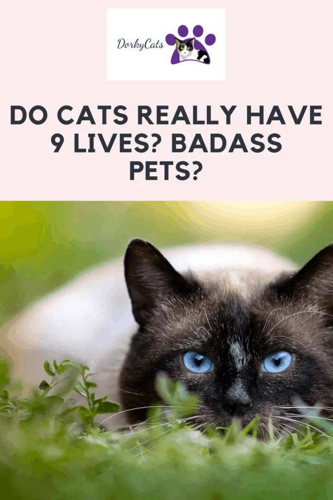 Do cats really have 9 lives? Pinterest Pin