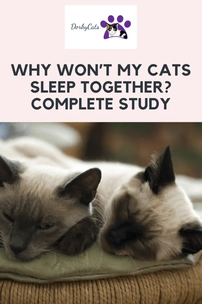 WHY WON’T MY CATS SLEEP TOGETHER?