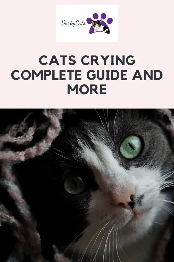 Cats crying  - Pinterest Pin