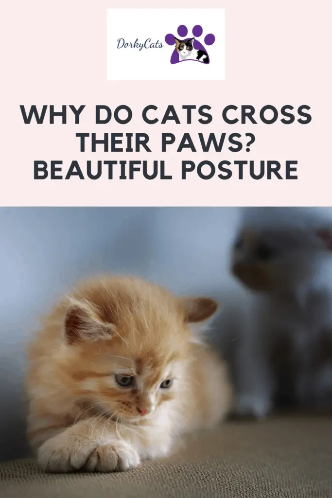 Why do cats cross their paws? Pinterest Pin

