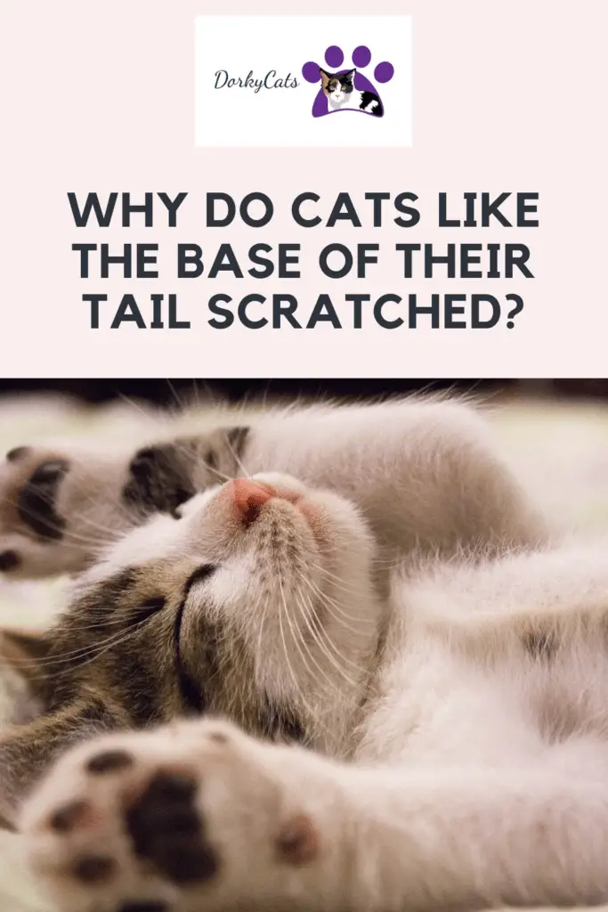 Why do cats like the base of their tail scratched? Pinterest Pin