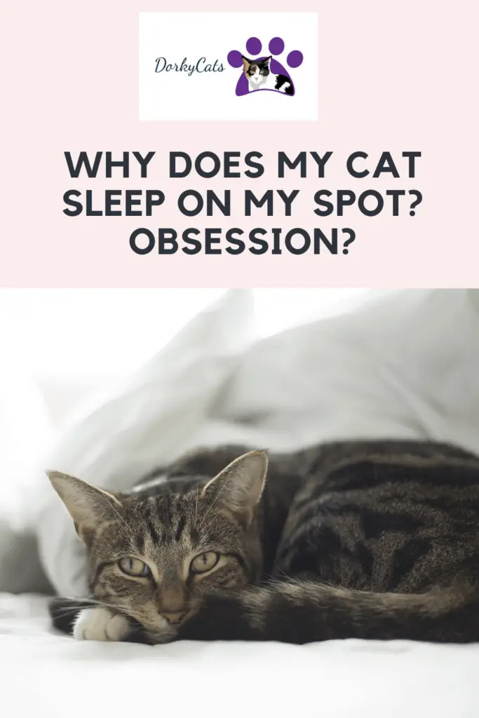 Why does my cat sleep on my spot? - Pinterest Pin