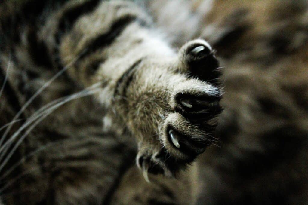 WHY DO CATS BITE THEIR NAILS? 5+ REASONS AND REMEDIES