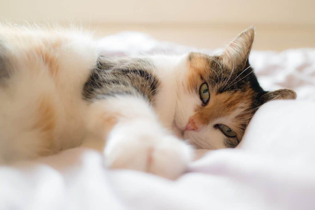 21+ CAT POSITIONS MEANING [WHILE SLEEPING OR AWAKE]