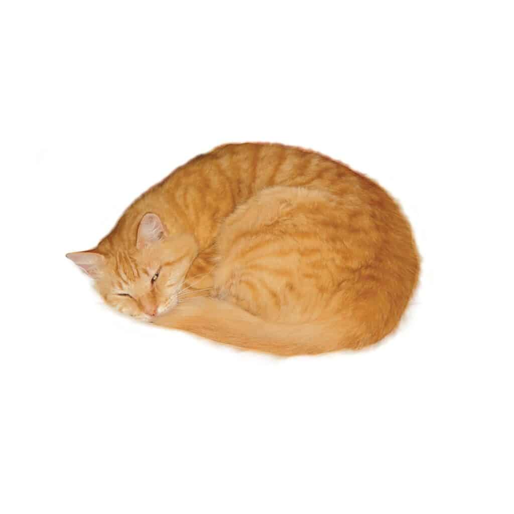 Cats positions meaning - curled up sleeping position
