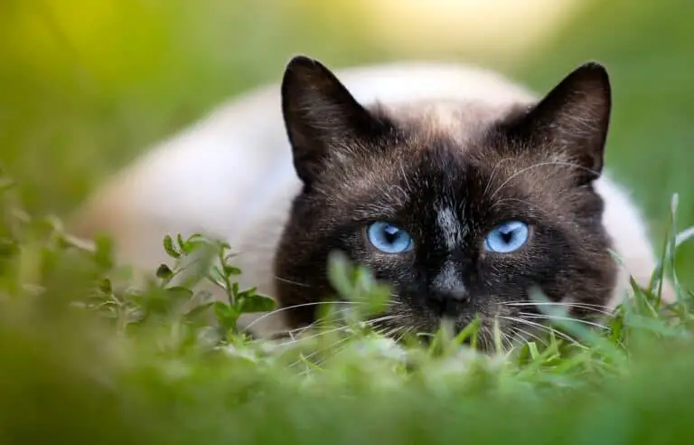 DO CATS HAVE 9 LIVES? 9+ INTERESTING FACTS
