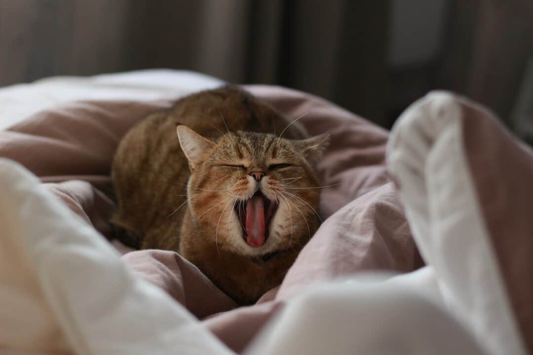 WHY IS MY CAT ONLY AFFECTIONATE IN THE MORNING? 5+ REASONS