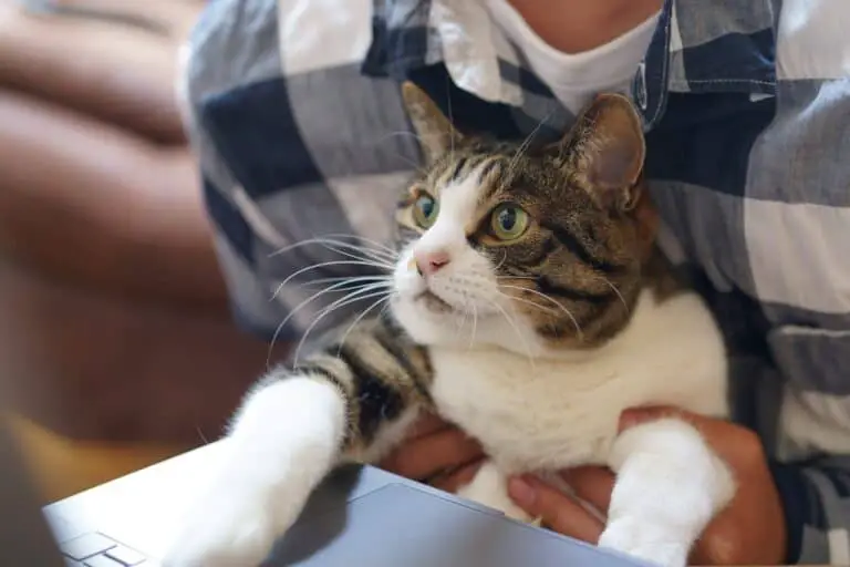 DO CATS ACT LIKE THEIR OWNERS? REVEALING?