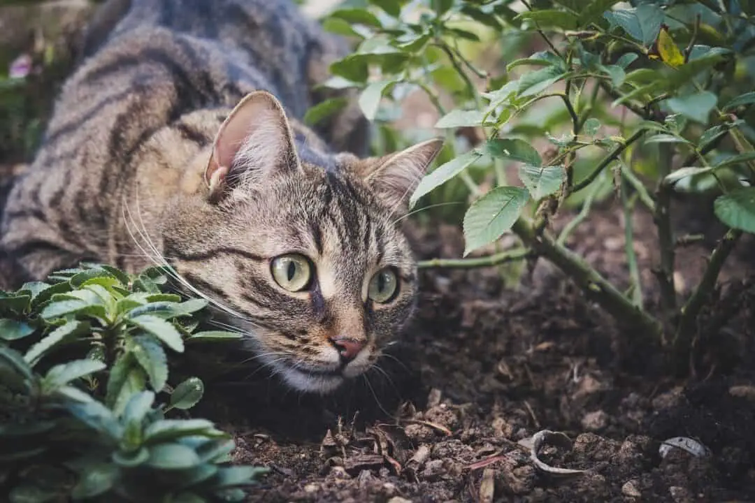 WHY DO CATS GO MISSING FOR DAYS? DEVASTATING?