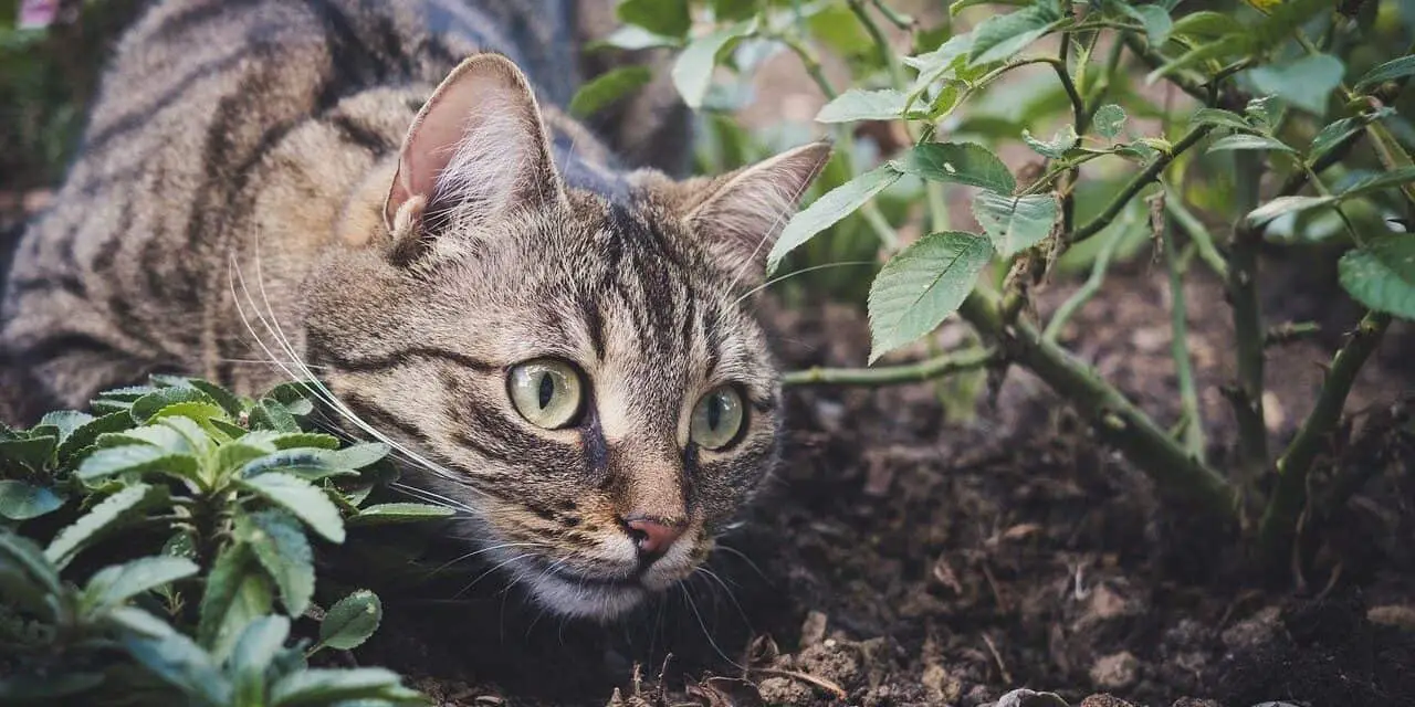 WHY DO CATS GO MISSING FOR DAYS? DEVASTATING?