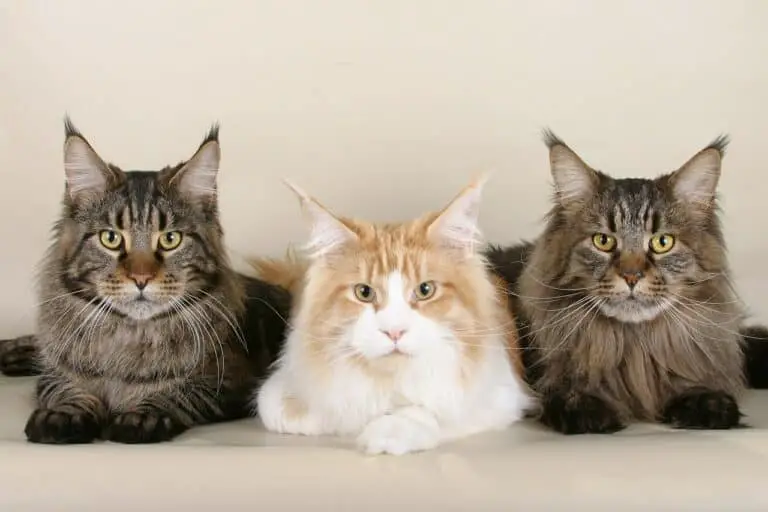 MAINE COON PERSONALITY: FASCINATING GENTLE GIANT