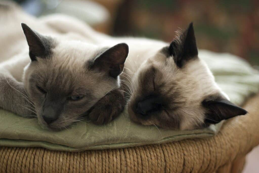 WHY WON'T MY CATS SLEEP TOGETHER? COMPLETE STUDY