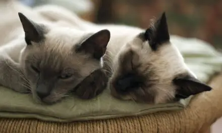 WHY WON’T MY CATS SLEEP TOGETHER? COMPLETE STUDY