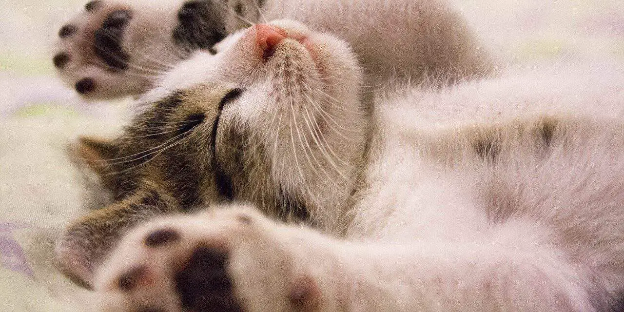 WHY DO CATS LIKE THE BASE OF THEIR TAIL SCRATCHED?