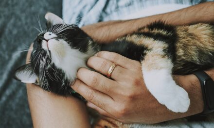 HOW DO CATS CHOOSE WHO TO SLEEP WITH? LOVE?