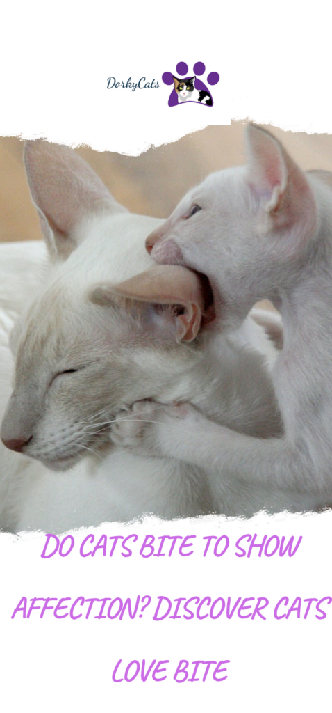 DO CATS BITE TO SHOW AFFECTION? DISCOVER CATS LOVE BITE