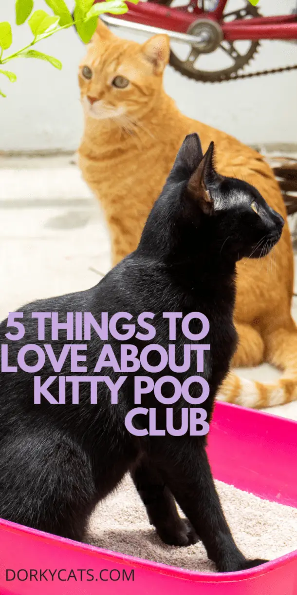 kitty poo club