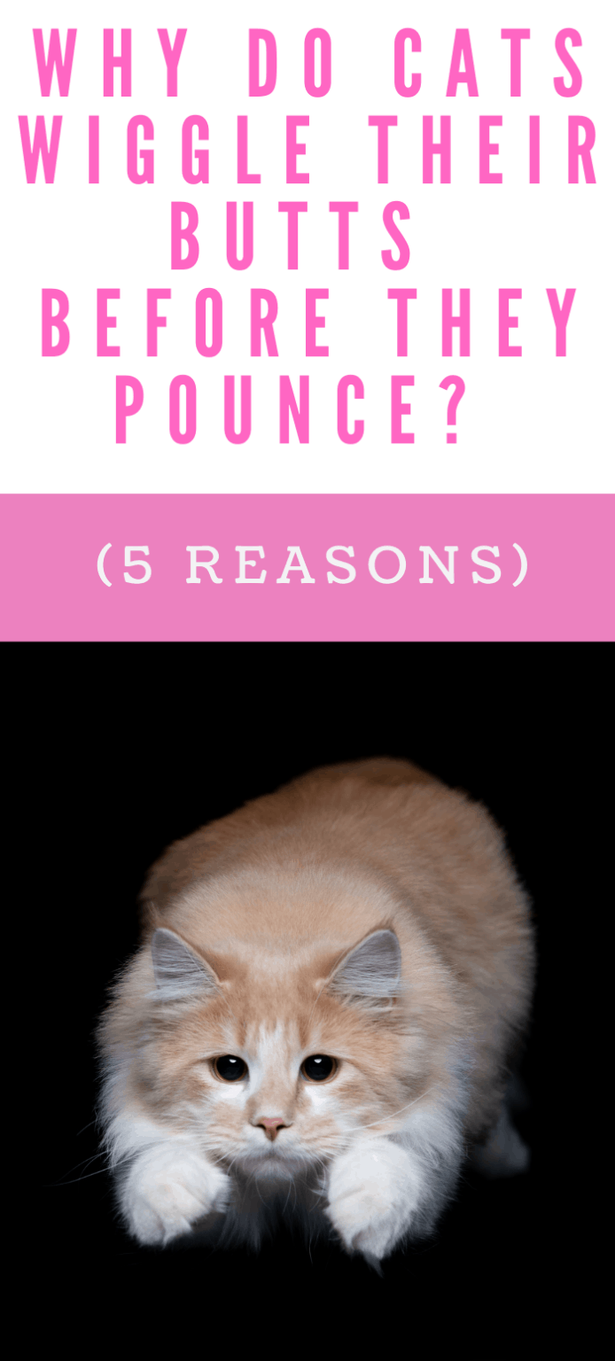 WHY DO CATS WIGGLE THEIR BUTTS BEFORE THEY POUNCE?