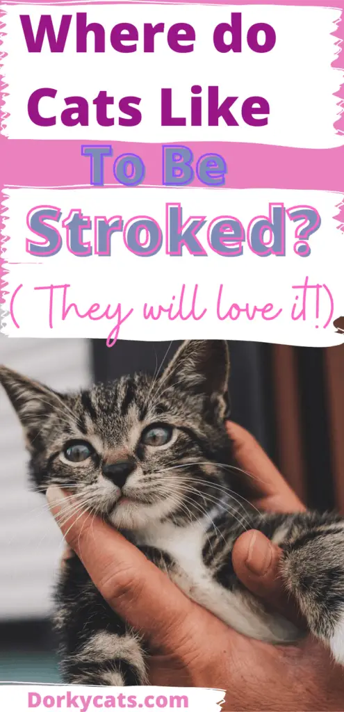 Where do cats like to be stroked the most?