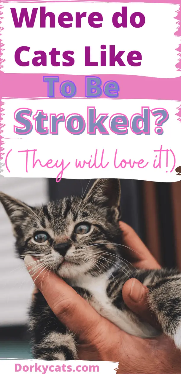 WHERE DO CATS LIKE TO BE STROKED THE MOST? FULL GUIDE