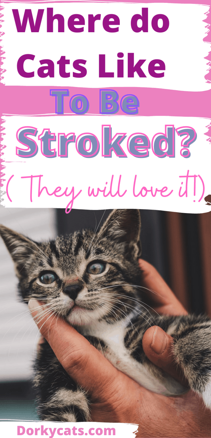 WHERE DO CATS LIKE TO BE STROKED THE MOST? FULL GUIDE