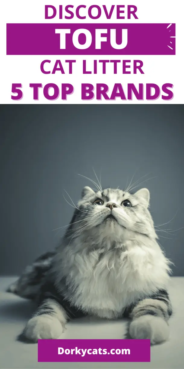 TOFU CAT LITTER REVIEW THE BEST 5 TO CHOOSE FROM
