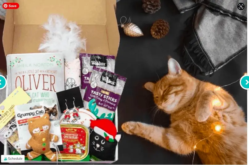 Best cat subscription boxes