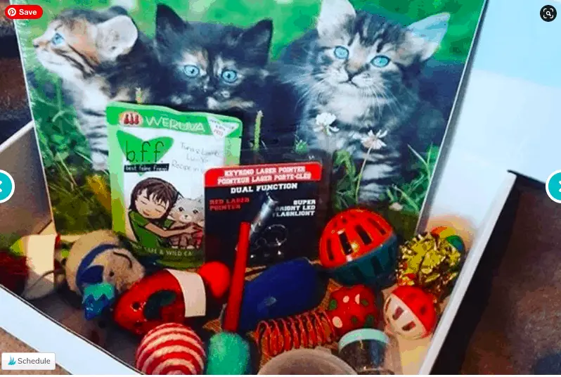 Best cat subscription boxes