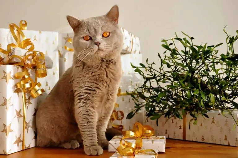 19+ BEST CAT SUBSCRIPTION BOXES | HOW TO FIND THE BEST