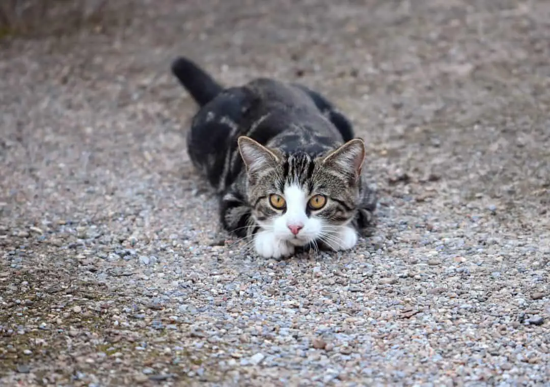 WHY DO CATS WIGGLE THEIR BUTTS BEFORE THEY POUNCE?