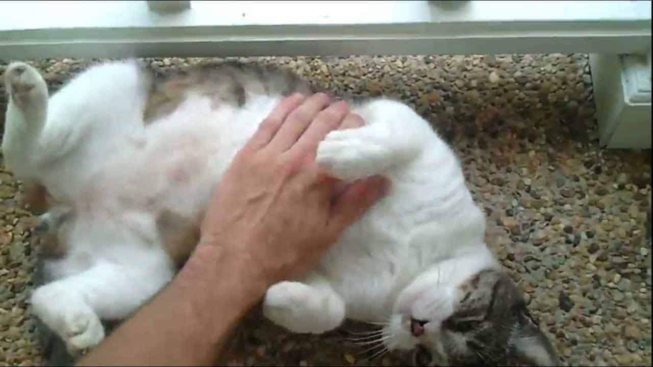 WHERE DO CATS LIKE TO BE STROKED THE MOST? FULL GUIDE