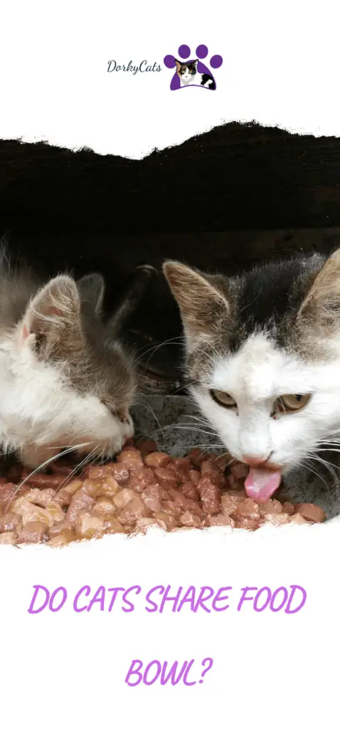 Do cats share food bowls?