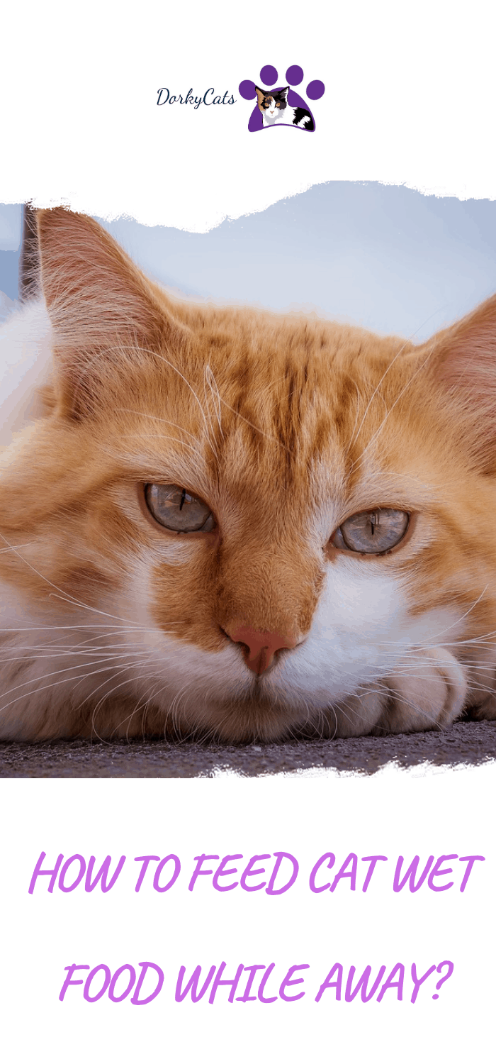 HOW TO FEED CAT WET FOOD WHILE AWAY?