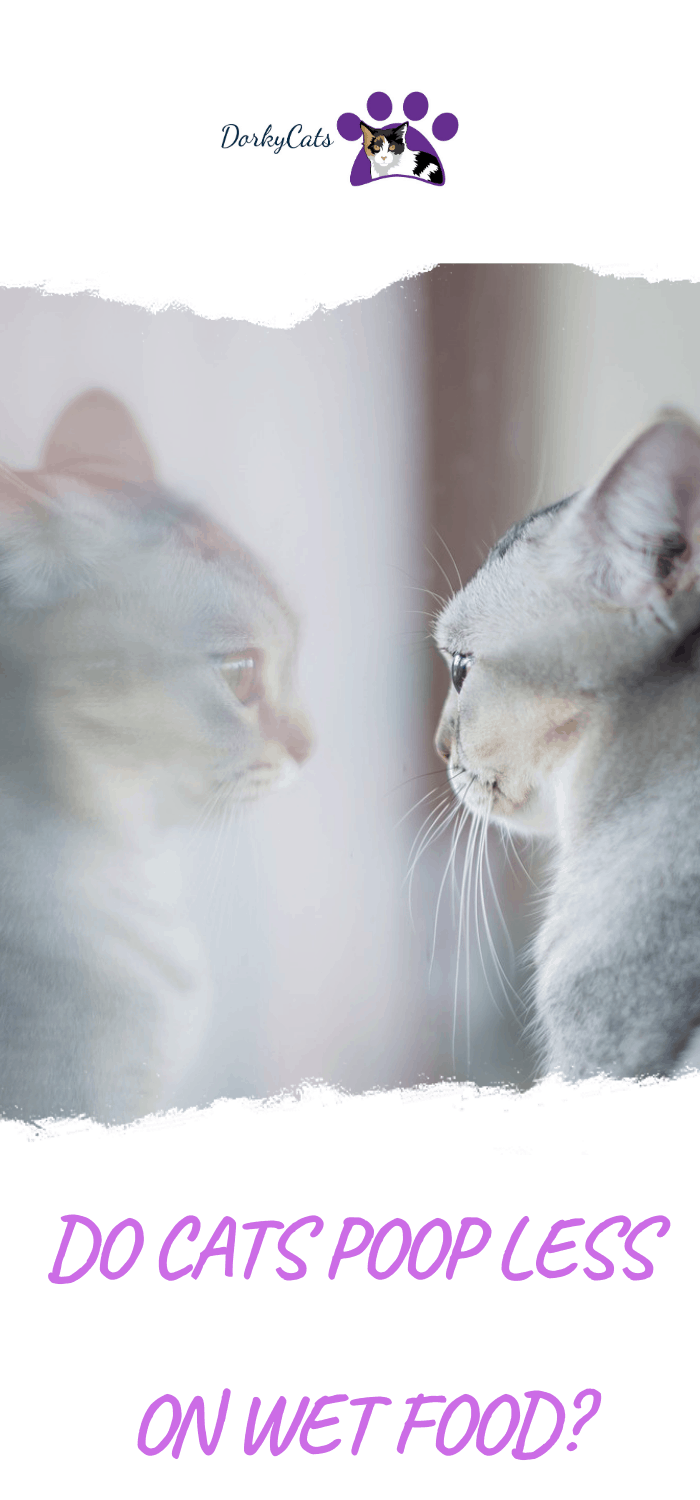 DO CATS POOP LESS ON WET FOOD? DorkyCats